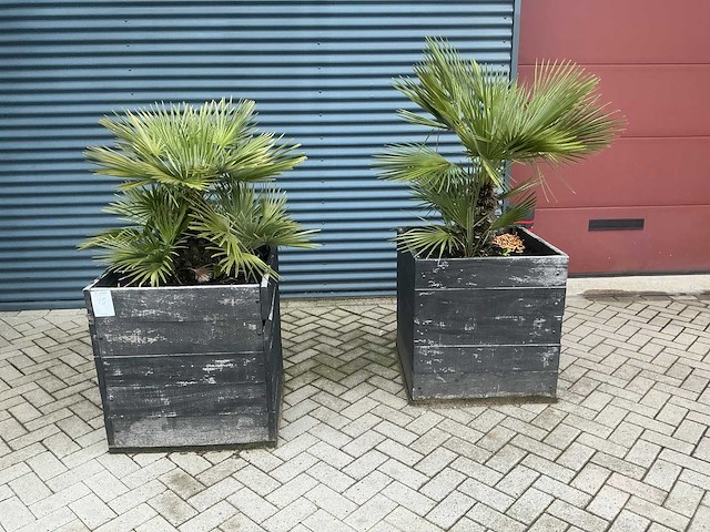 Planten met pot (2x) - afbeelding 1 van  1