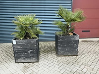 Planten met pot (2x)