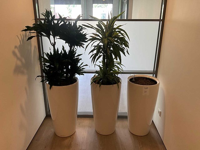 Planten met pot (2x) - afbeelding 1 van  4