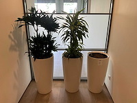 Planten met pot (2x) - afbeelding 1 van  4