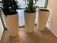 Planten met pot (2x) - afbeelding 2 van  4