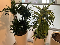Planten met pot (2x) - afbeelding 3 van  4