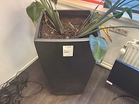 Planten met pot (2x) - afbeelding 3 van  6