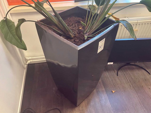 Planten met pot (2x) - afbeelding 4 van  6