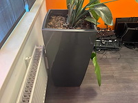 Planten met pot (2x) - afbeelding 5 van  6