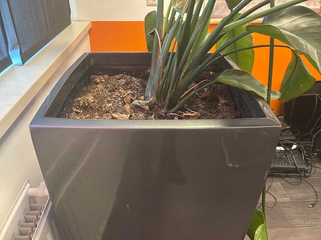Planten met pot (2x) - afbeelding 6 van  6