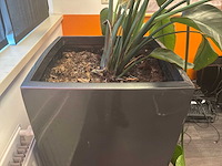 Planten met pot (2x) - afbeelding 6 van  6