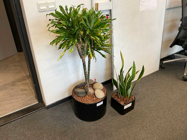 Planten met pot (2x) - afbeelding 1 van  2