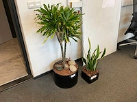 Planten met pot (2x) - afbeelding 1 van  2