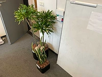 Planten met pot (2x) - afbeelding 2 van  2