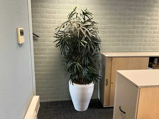 Planten met pot (2x) - afbeelding 1 van  2