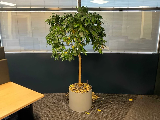 Planten met pot (2x) - afbeelding 2 van  2
