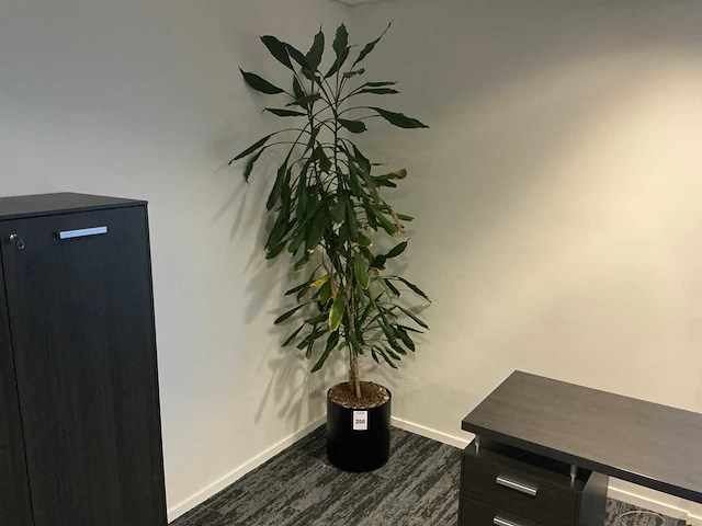 Planten met pot (3x) - afbeelding 1 van  4