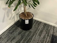 Planten met pot (3x) - afbeelding 2 van  4