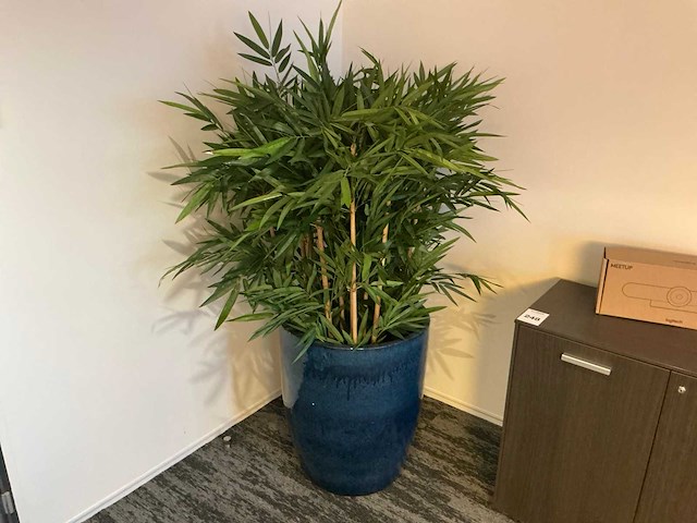 Planten met pot (3x) - afbeelding 3 van  4