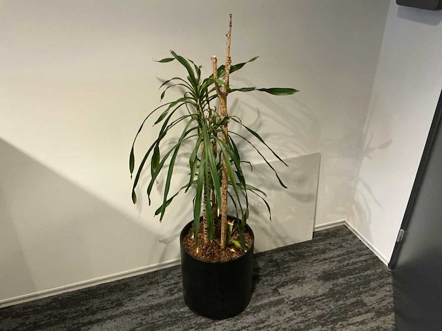 Planten met pot (3x) - afbeelding 4 van  4