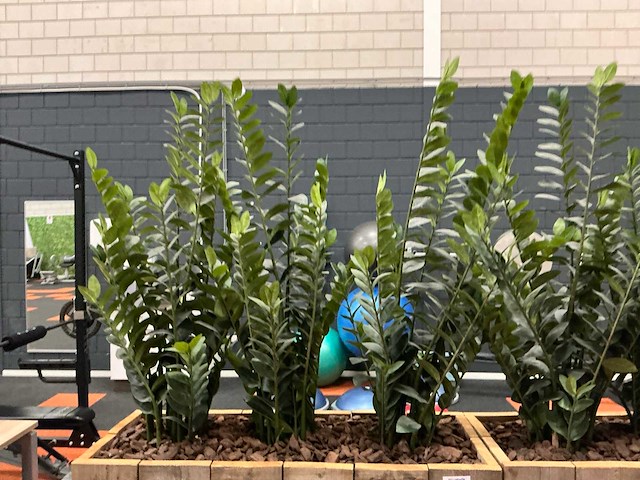 Planten met pot (3x) - afbeelding 3 van  4