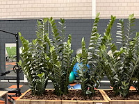 Planten met pot (3x) - afbeelding 3 van  4
