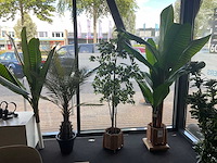 Planten met pot (3x) - afbeelding 1 van  6