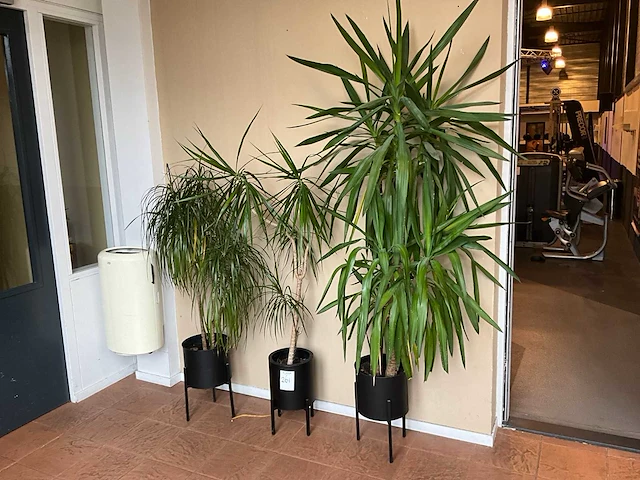 Planten met pot (3x) - afbeelding 1 van  4