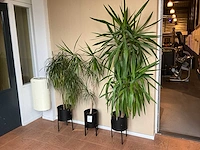 Planten met pot (3x)