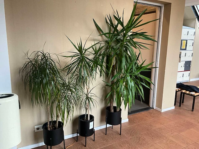 Planten met pot (3x) - afbeelding 2 van  4