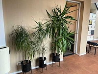 Planten met pot (3x) - afbeelding 2 van  4