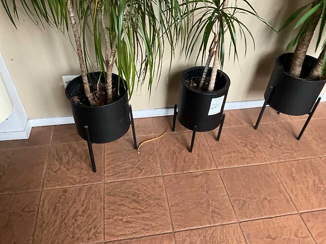 Planten met pot (3x) - afbeelding 3 van  4