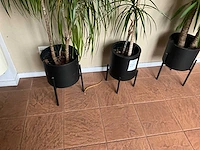 Planten met pot (3x) - afbeelding 3 van  4