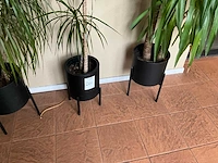 Planten met pot (3x) - afbeelding 4 van  4