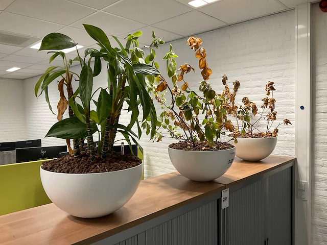 Planten met pot (3x) - afbeelding 1 van  4