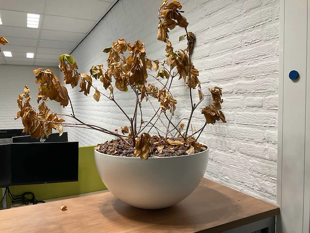 Planten met pot (3x) - afbeelding 4 van  4
