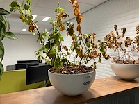 Planten met pot (3x) - afbeelding 4 van  5