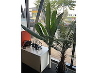 Planten met pot (3x) - afbeelding 6 van  6