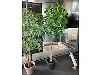 Planten met pot (3x) - afbeelding 5 van  5
