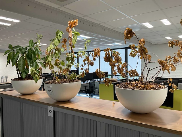 Planten met pot (3x) - afbeelding 2 van  5