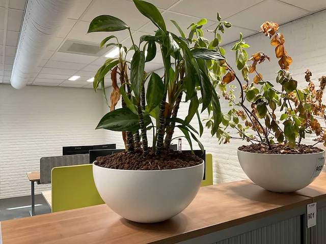 Planten met pot (3x) - afbeelding 5 van  5