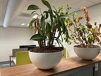 Planten met pot (3x) - afbeelding 5 van  5