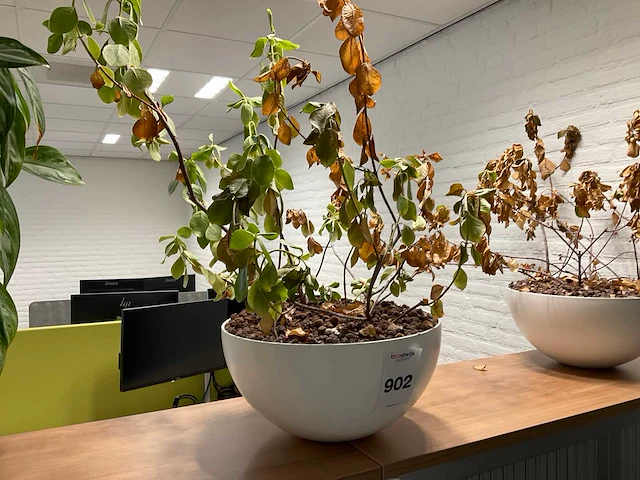Planten met pot (3x) - afbeelding 3 van  5