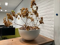 Planten met pot (3x) - afbeelding 4 van  5