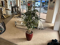 Planten met pot (4x) - afbeelding 5 van  5