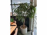 Planten met pot (4x) - afbeelding 4 van  4