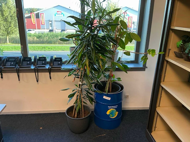Planten met pot (4x) - afbeelding 1 van  5