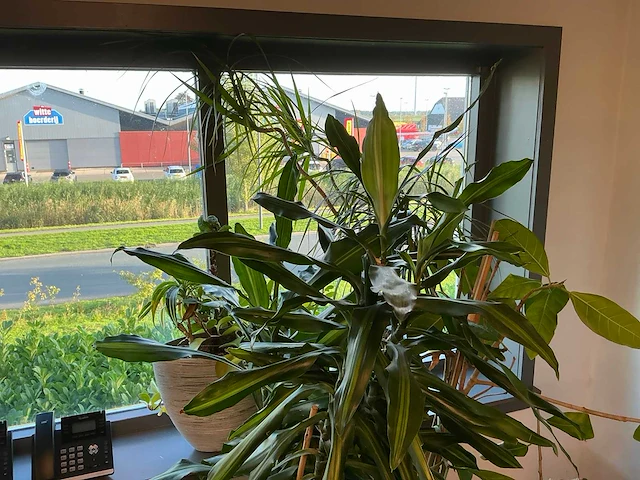 Planten met pot (4x) - afbeelding 3 van  5