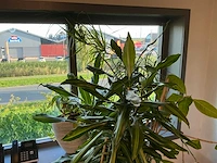 Planten met pot (4x) - afbeelding 3 van  5
