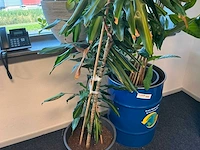 Planten met pot (4x) - afbeelding 4 van  5