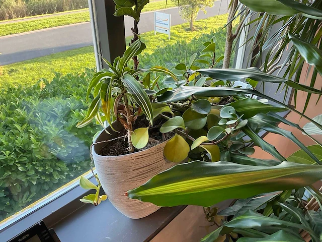 Planten met pot (4x) - afbeelding 5 van  5