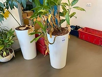 Planten met pot (4x)