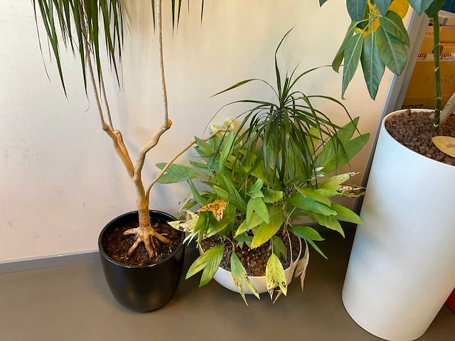 Planten met pot (4x) - afbeelding 2 van  3