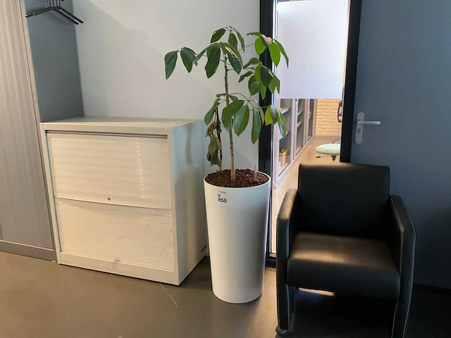 Planten met pot (4x) - afbeelding 1 van  4